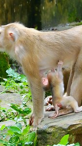 3.8K views · 142 reactions | How Can baby monkey is feeding? | Love Monkey | Facebook