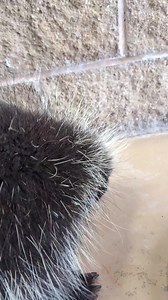 14K views · 262 reactions | Porcupine patient at Bay Beach Wildlife Sanctuary | Bay Beach Wildlife Sanctuary | Facebook