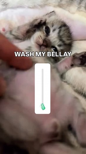 116K views · 15K reactions | clean my bellay | Soft Cat Memes | Facebook