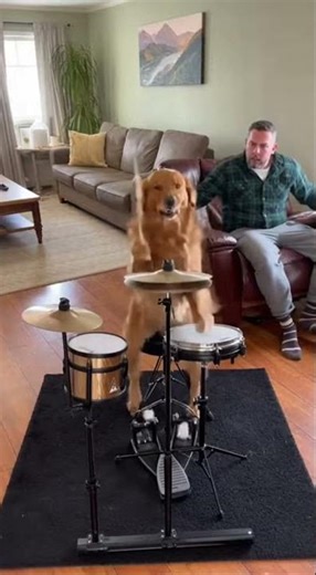 Golden Retriever Plays Heavy Metal Drums & Wakes Up Owner! 🥁😂