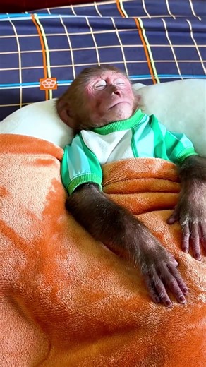 Heartwarming Monkey Bibi Visits Hospital Baby Monkey