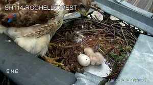 85K views · 1K reactions | Our favorite little hawk is struggling a bit with its balance right now! Check in on the hawk family with our live cam here: https://www.wfaa.com/article/life/animals/live-baby-birds-hatching-mama-hawk-texas-highway-camera/287-b5085529-4c5e-4975-aee4-8acc16cf626b | WFAA | Facebook