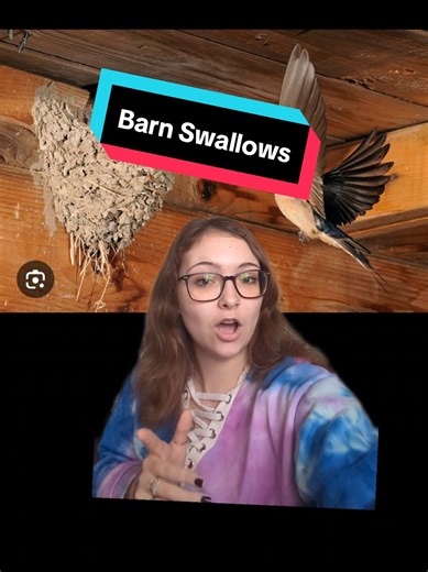 Understanding Barn Swallows: Mud-Building Birds