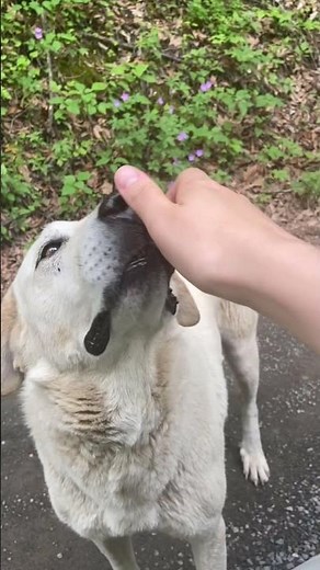 Woman encountering a very sweet pack of dogs on a mountain road.
