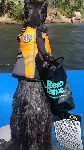 Name a more Adventurous cat… I’ll wait 😻🙌🐈‍⬛ #adventurecat #catsrule #catlover | Simon the backpacking Kitty