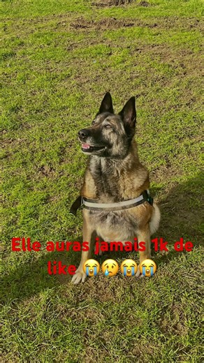 #chien #1k #abonnezvous #like #mignon #malinois