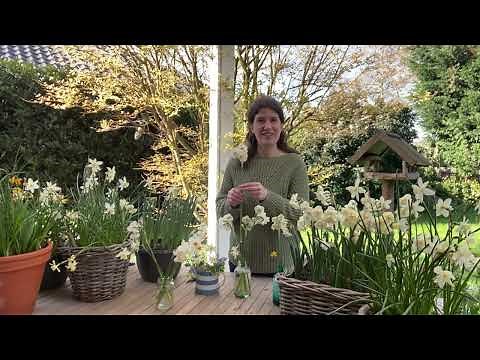 Daffodils and Narcissus – Different varieties and flowering result - BULBi