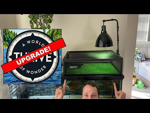 WE CAN DO BETTER! - Thrive Elevated Basking Loft - Super Easy DIY Mod