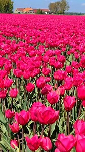 35K views · 2.8K reactions | tulip fields in Netherlands | I love roses and followers | Facebook