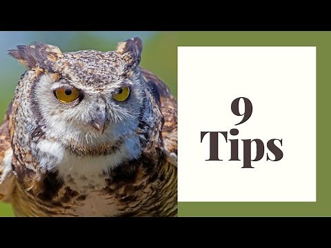 9 Tips for Finding Owls In The Wild