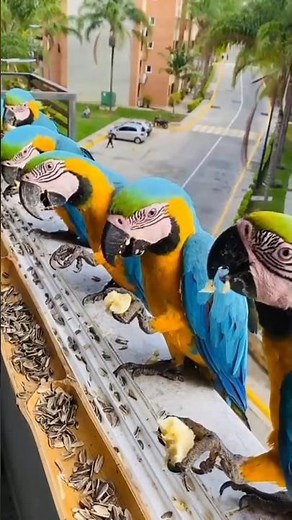 Blue and Gold Macaws | Macaw 🦜#macaw #parrot #pets #birds #viral
