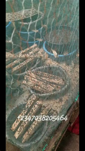 Each cycle of breeding, egg collection, and larvae harvest builds your system stronger. Sustainable profit comes from consistent cycles, not one-time success. #bsfbreedingtips Follow His Faithfulness Farms and Feed Mill 4 more | His Faithfulness Farms and Feed Mill | Facebook