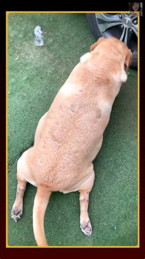 Dog Chasing Ball Playfully 🐶😂 Viral Moment!