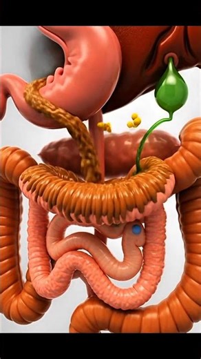 Human Digestive System Diagram (Labeled Anatomy)