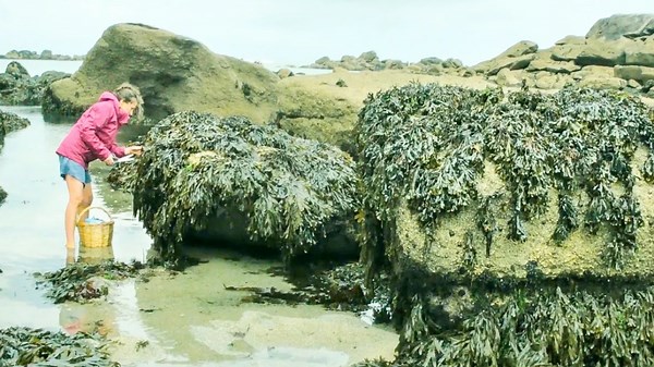 Foraging Seaweed: Harvesting A French Coastal Superfood