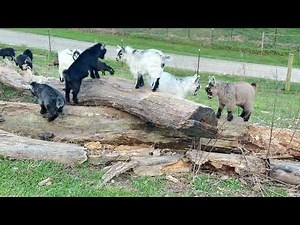 Run, Jump & Play with baby PYGMY Goats #goat #fun #animal #cute