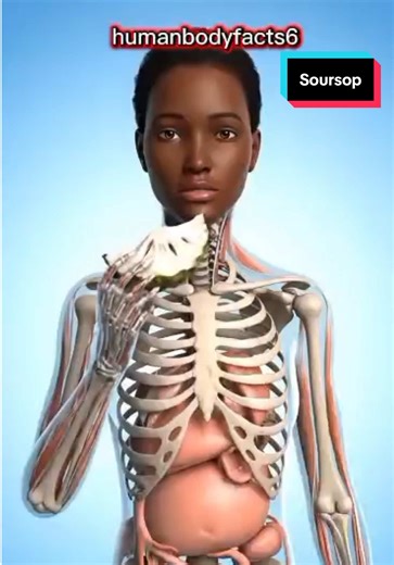 The Amazing Journey of Soursop Inside the Body