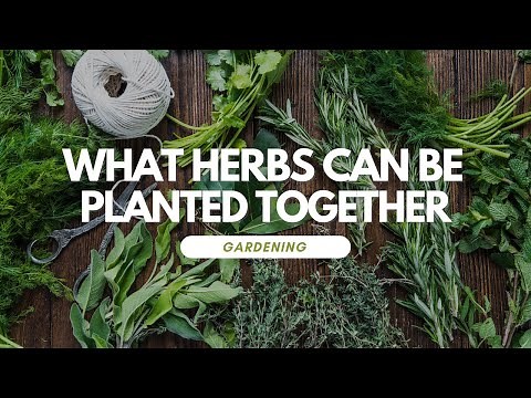 What Herbs Can Be Planted Together