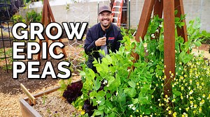 Epic 6-Cell Seed Trays: https://bit.ly/3lkA6q4 Growing peas is SUPER satisfying and the perfect incentive to get into the garden and snack while you take care of your plants. We'll talk about growing peas from seed, including the different varieties you should consider based on exactly how you like to eat your peas. 0:00 - Intro 0:44 - Basic Overview 1:43 - Varieties 3:04 - Sowing Pea Seeds 3:45 - Planting and Spacing 4:11 - Basic Care 7:12 - Supporting Peas 9:02 - Pests & Diseases 9:44 - Harves