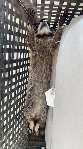 🎶Today I don’t feel like doing anything🎶 #raccoon #raccoonlife #raccoonsoftiktok #raccoontok #petraccoon #pipertheraccoon #raccoonpet #trashpanda #babyraccoon #cuteanimals #babyanimals #funnyanimals #fyp #animals #raccoons #raccoonbaby #raccoonlove #animalfriends #animalsdoingthings #trendingpets #foryou #foryoupage #foryourepage #happy #happyanimals #silly #sillyanimals #trending #lazy #lazytown #lazysummer #summervibes