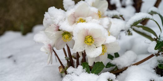 Plant these 10 perennials in February for a spectacular spring garden