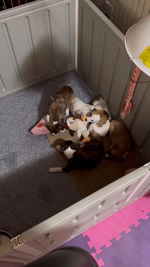 Puppies playing before bedtime 🥰. Earl and Bubbles playing with their cake and chicken toys. Inquiries welcome #whippet #puppy | BrookSide Whippets and Airedales