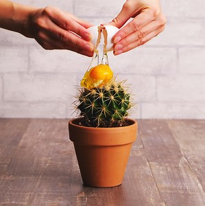 2.7M views · 16K reactions | ¡Trucos sencillos para el cultivo de plantas y consejos de cuidado para mantener tu jardín exuberante!: | Ideas en 5 minutos | Facebook