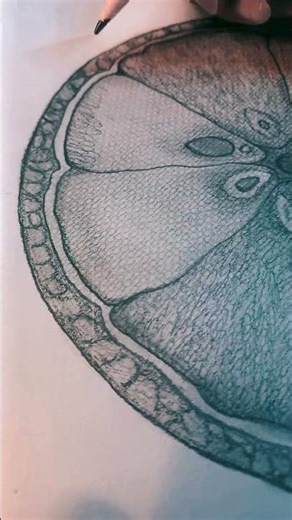 Orange Pulp Drawing with Pencil | Realistic Fruit Texture Art