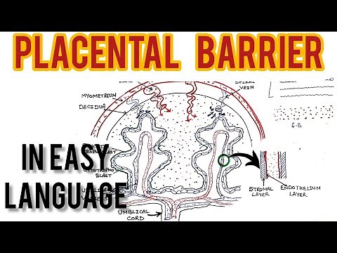 Placental Barrier anatomy | structure and function by Lokesh dhiman | Short lecture tutorial