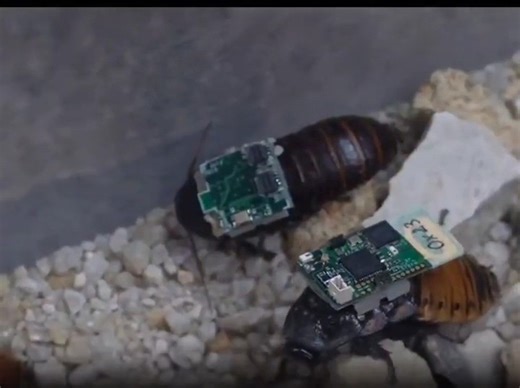 CTO ROBOTICS Media on Instagram: "Cyborg insects… now in mass production. Researchers have developed a system to produce cybernetically controlled bugs every 68 seconds potentially game-changing for search-and-rescue missions or factory inspections. By merging tiny electronics with live insects (without harming them), scientists can remotely guide their movements with precision. 💬 Would you trust a swarm of cyborg bugs to save lives? ⚠️ This video is shared for educational and informational pur