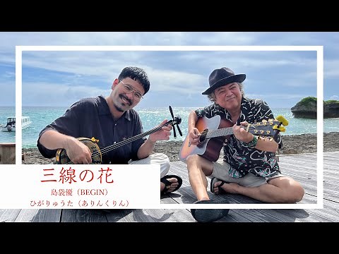 三線の花/BEGIN島袋優&ありんくりんひがりゅうた