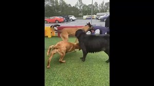 🐾 Hakuna Matata - it means no worries! 🐾 | Animal House