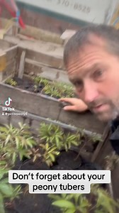31K views · 102 reactions | Don’t forget your tubers | Petite Peonys | Facebook