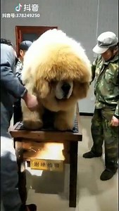 104K views · 1.2K reactions | WOW, un très gros Mastiff Tibétain!  Le Dogue du Tibet ou mastiff du Tibet est une race de chien de travail d'origine ancienne, employée par les bergers nomades de l'Himalaya. Do-khyi, son nom tibétain, signifie littéralement « chien de porte », il fut en effet le chien de garde traditionnel des monastères tibétains. | Dormir Moins bête | Facebook