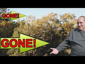 How to Remove That Annoying Jacaranda Tree You Planted