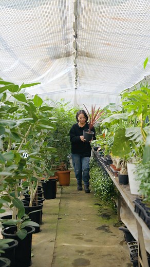 スタッフおすすめの観葉植物「コルジリネ・オーストラリス・レッドスター S」🪴 赤みを帯びた深いブロンズカラーの葉色は、植栽の中でもひときわ目を引く存在です。 モダンでシックな雰囲気を演出し、玄関まわりやテラスに置くだけで空間を引き締めてくれます。直立した幹とすっきりとしたフォルムは、風通しのよい庭やベランダにもぴったり。 | アンドプランツ