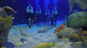 3K views · 36 reactions | What the TREK?! I can go underwater with sharks and rays? YEP! Get ready to suit up and drop down into SeaTREK, where you'll explore with over 300 different animals swimming around you!  What's your favorite ocean animal you'd love to dive with? | OdySea Aquarium | Facebook