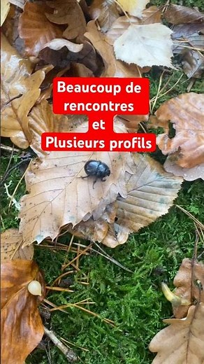 Rencontres en forêt #nature #shortvideo #insectes #insects #france #foret #forêt #jardin #scarabée