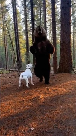Dog is Fighting with Bear #viral #edit #shorts