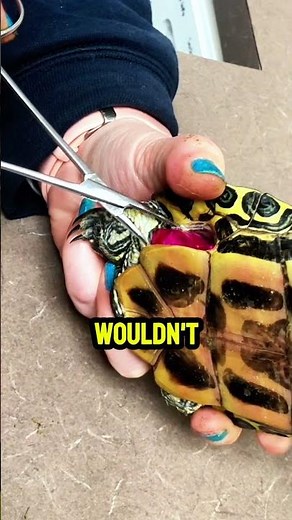 The Vet Found This Stuck in the Turtle’s Shell — It Wasn’t What Anyone Expected. 😱💀🙏 #shorts