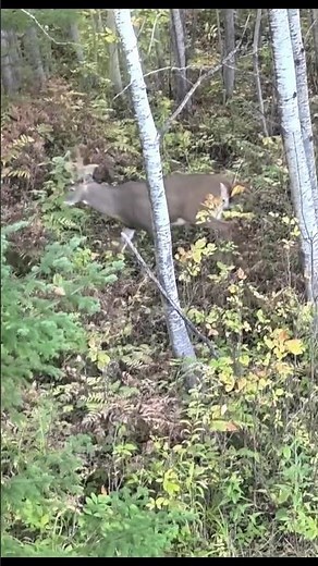 Monster Buck Down! Heart-Stopping Shot#buckhunting #deerhunting #huntinglife #bigbuck#bowhunting