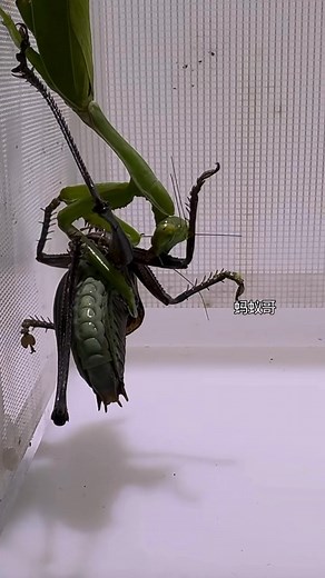 #mantis vs #Langosta | 蚂蚁哥