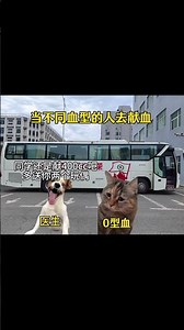 当不同血型的人去献血 #萌宠 #猫meme#猫meme小剧场#万万想不到 #抖音宠物