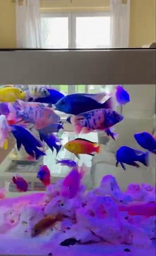 Ornamental fish is more than wonderful🥰🐠