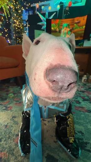 MisterMainer - Dmitry Pepper on Instagram: "Pookie Miku (the wit wouldn’t fit her head sorry) #hatsunemiku #doggy #memes #hatsunemikucosplay"