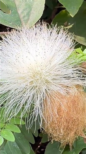 Softness is a strength. Pure, white, and wild