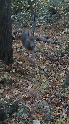 Deer Vocalizations #Blowing, #Bleating, #Grunting, #Snort Wheeze, #bucks, #hunting, #rut, 🦌🦌‼️