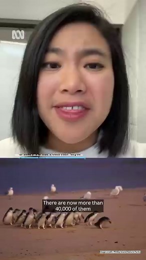 5.5K views · 39 reactions | As we enter the month of love, polyamorous little penguins living on Phillip Island are having so much sex there are now more than 40,000 of them living in Australia's southern coast.  ✍: ABC Gippsland / William Howard and Millicent Spencer : Gabriela Rahardja Footage credit: Phillip Island Nature Parks #Penguins #Mating #PhillipIsland #ClimateChange #ABCNews | ABC Melbourne | Facebook