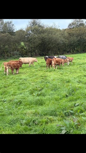 6.2K views · 31 reactions | Big entry of stock for our SPECIAL BANK HOLIDAY SALE  Great selection of bucket fed runners and suckler bred weanlings Special entry of 50 BRITISH FR bulls 250kgs WANTED: suck calves 3-6 weeks old Sale at 11 am SHARP | Castleisland Co-op Livestock Mart | Facebook