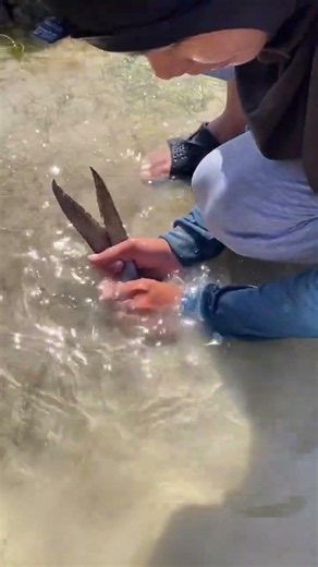Big Fish Caught by Hand in Shallow Water! 😱🐟 #Shorts